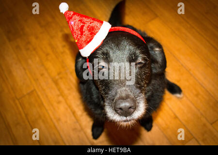 Un vecchio cane strizzare gli occhi indossando un festoso Red Hat Foto Stock