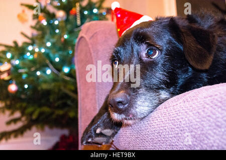 Un vecchio cane che indossa una festosa Red Hat Foto Stock