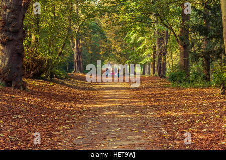 Un bel pomeriggio autunnale - caduto foglie d'arancio e alberi Foto Stock