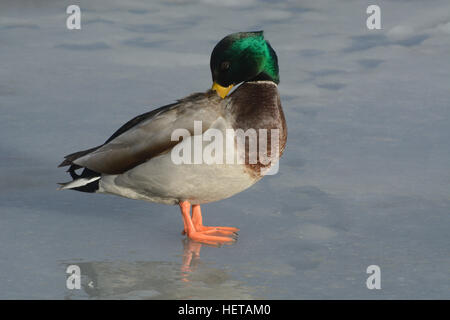 Mallard duck drake preening piume su congelati gelido inverno lago Foto Stock