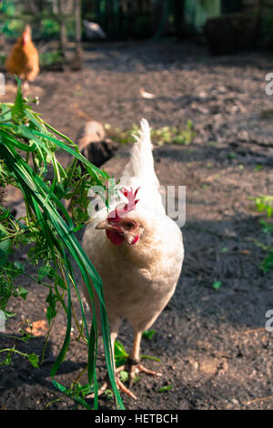 Fattoria di bianco free run pollo alimentazione sulle erbe infestanti verdi Foto Stock