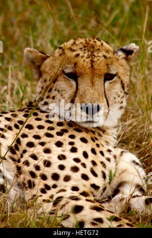 Sonnecchia ghepardo (Acinonyx jubatus) Foto Stock