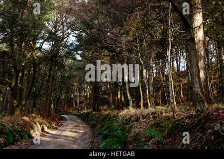 I boschi a hardcastle roccioso sopra hebden bridge con il sole che splende attraverso gli alberi Foto Stock