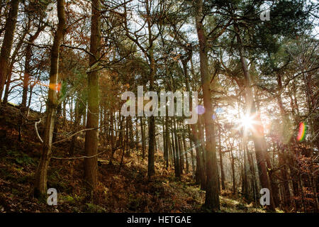 I boschi a hardcastle roccioso sopra hebden bridge con il sole che splende attraverso gli alberi Foto Stock