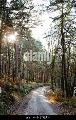 I boschi a hardcastle roccioso sopra hebden bridge con il sole che splende attraverso gli alberi Foto Stock