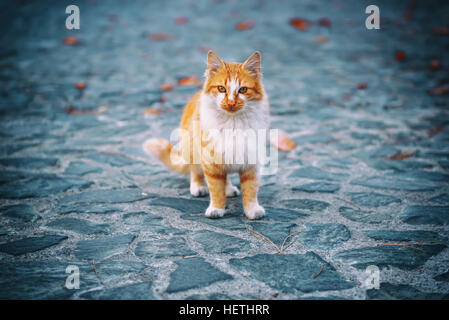 Street cat ritratto Foto Stock