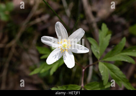 Anemone Woond (Anemone nemorosa ,) nella foresta. Foto Stock