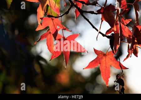Liquidambar albero lascia cadere nella luce del sole della mattina. ( Liquidambar styraciflua) Foto Stock