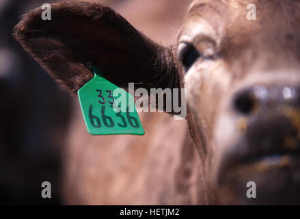 Una mucca in mangimi per bovini molto con un valore numerico per il tag di identificazione sul suo orecchio. I bovini sono ingrassati a la partita e poi venduti per la carne Foto Stock