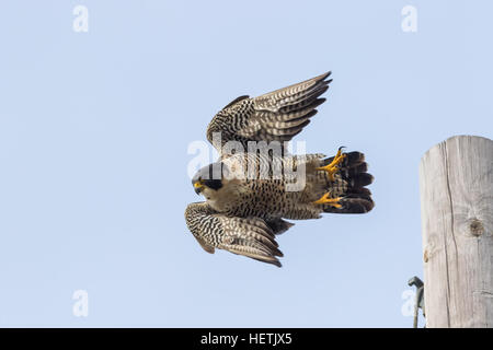 Falco pellegrino (Falco peregrinus) in volo visto lungo la Pacific Coast Highway (Autostrada uno) (PCH) a Big Sur in California Foto Stock