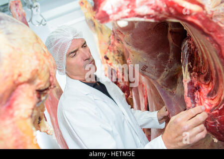 Butcher guardando nervature sulla carcassa animale Foto Stock