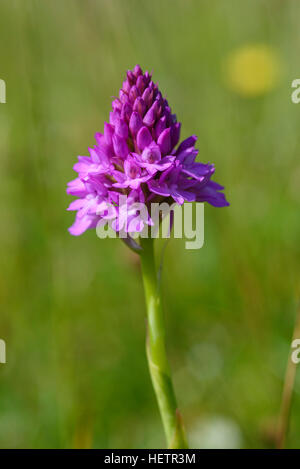 Orchide, Anacamptis pyramidalis, millefiori, Carrick, Dumfries & Galloway, Scozia Foto Stock