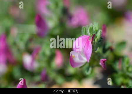 Comune, Ononide Ononis repens, millefiori, Carrick, Dumfries & Galloway, Scozia Foto Stock