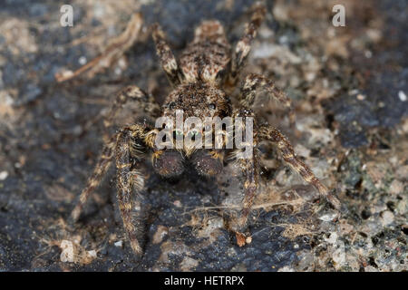 Große Rindenspringspinne, Rinden-Springspinne, Springspinne, Männchen, Marpissa muscosa, Marpissa rumpfii, Springspinnen, Salticidae, jumping spider, Foto Stock