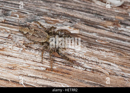 Große Rindenspringspinne, Rinden-Springspinne, Springspinne, Tarnung, gut getarnt, Marpissa muscosa, Marpissa rumpfii, Springspinnen, Salticidae, salto Foto Stock