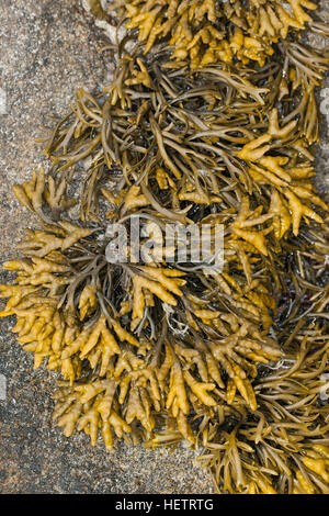 Rinnentang, Rinnen-Tang, Pelvetia canaliculata, canalizzato wrack, Mucca Tang, Wrack di canale Foto Stock