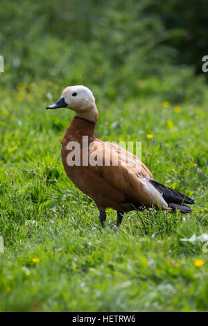 Rostgans, Rost-Gans, Tadorna ferruginea, Casarca Foto Stock