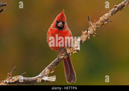 Maschio immaturo cardinale posatoi sul ramo in autunno Foto Stock