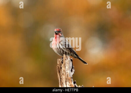 House finch posatoi sul moncone spiovente in autunno Foto Stock