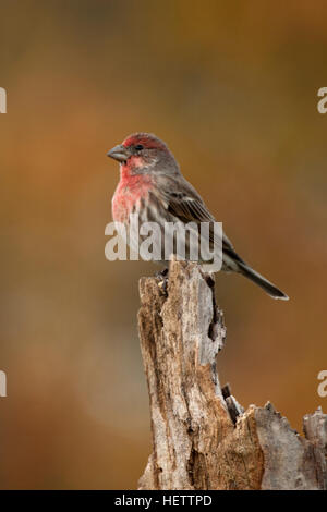 House finch posatoi sul moncone spiovente Foto Stock