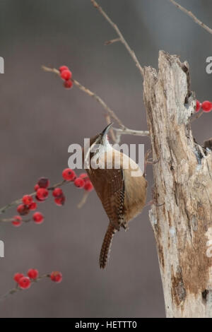 Carolina wren posatoi sul moncone spiovente con winterberry Foto Stock