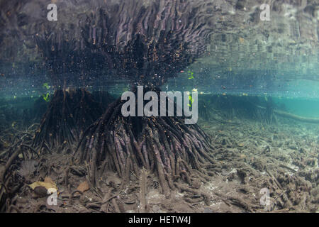 Che scende in acque poco profonde, le radici di mangrovia, supportano alberi che crescono sul bordo di un'isola nelle isole Salomone. Foto Stock