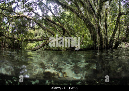Nelle Isole Salomone una fitta e bella giungla, crescente sul bordo di una remota isola, sovrasta le acque costiere. Foto Stock