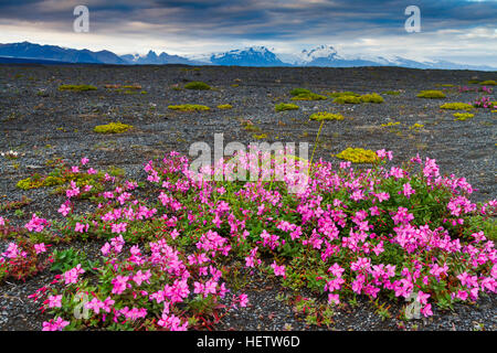 Dwarf Fireweed o fiume di bellezza Willowherb (Chamerion latifolium) in terreno di origine vulcanica. L'Islanda, Europa Foto Stock