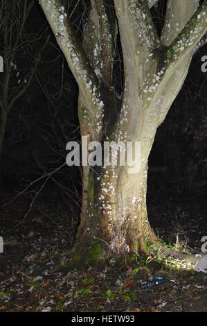 Foglie dopo la pioggia durante la notte Foto Stock