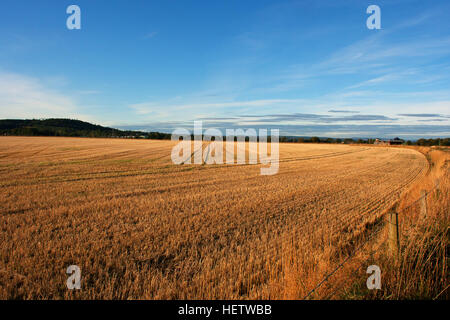Un campo di orzo stoppia in autunno caldo sole con un cielo blu con nuvole wispy Foto Stock
