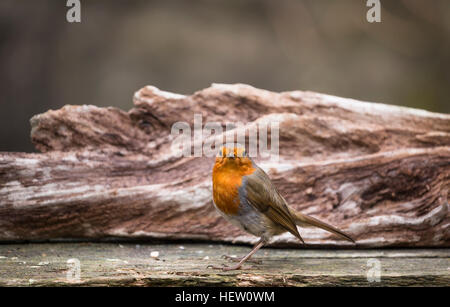 Avviso robin su legno testurizzata Foto Stock