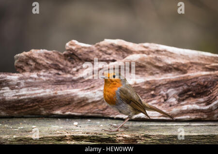 Avviso robin su legno testurizzata Foto Stock