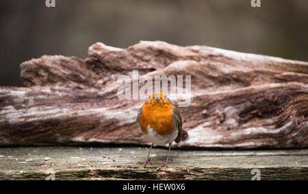 Avviso robin su legno a trama vista frontale Foto Stock