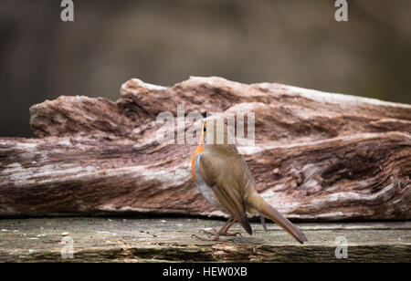 Avviso robin su legno testurizzata Foto Stock