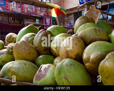 Goa, India - 16 dicembre 2016: noci di cocco verde sovrapposti ad un fornitore stradale del negozio Foto Stock