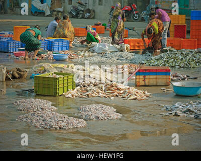 Le donne a smistare pesce per il mercato sulla banchina su diu isola. Le attività di pesca nel Mare Arabico è un pilastro dell'economia locale Foto Stock