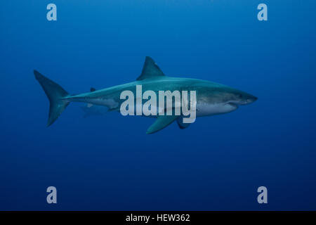 Subacquea vista laterale del grande squalo, Guadalupe Island, Messico Foto Stock