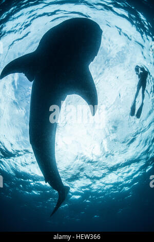 Vista dal basso del snorkeller con grande squalo (Rhincodon typus), isola di Cozumel, Messico Foto Stock