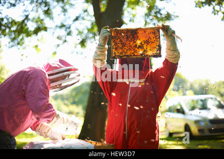 Due gli apicoltori del telaio di sollevamento da bee hive Foto Stock