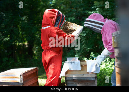 Due gli apicoltori telai di sollevamento da hive Foto Stock