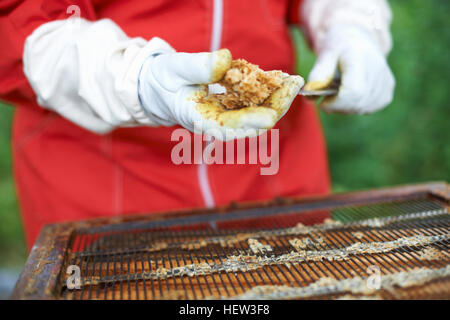 Apicoltore tenendo il miele da hive, close-up Foto Stock