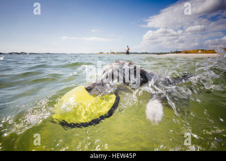 Australian Shepherd fetch di flying disc dal mare, Fort Walton Beach, Florida, Stati Uniti d'America Foto Stock