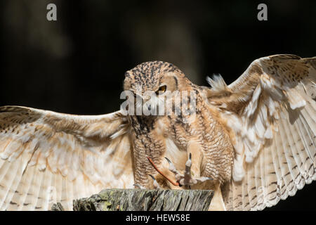 Il faraone gufo reale al centro per gli uccelli da preda Novembre 15, 2015 in Awendaw, SC. Foto Stock