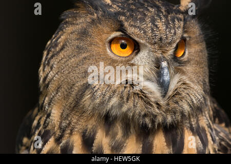 Gufo reale al centro per gli uccelli da preda Novembre 15, 2015 in Awendaw, SC. Foto Stock