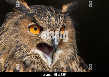 Gufo reale al centro per gli uccelli da preda Novembre 15, 2015 in Awendaw, SC. Foto Stock