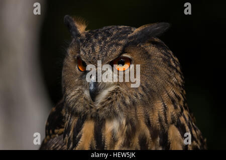 Gufo reale al centro per gli uccelli da preda Novembre 15, 2015 in Awendaw, SC. Foto Stock