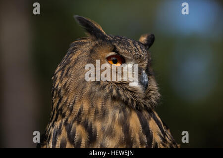 Gufo reale al centro per gli uccelli da preda Novembre 15, 2015 in Awendaw, SC. Foto Stock