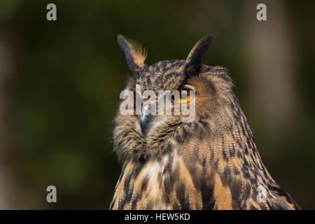 Gufo reale al centro per gli uccelli da preda Novembre 15, 2015 in Awendaw, SC. Foto Stock