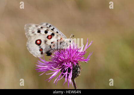 Apollo alimentazione su di fiori selvaggi. Fotografato a Tofta Skjutfält, Gotland (Svezia). Foto Stock