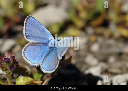 Blu Turchese (Polyommatus dorylas) di appoggio. Fotografato a Tofta Skjutfält, Gotland (Svezia). Foto Stock